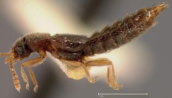 Media type: image;   Entomology 27477 Aspect: habitus lateral view
